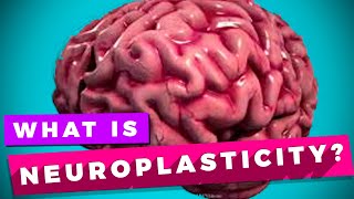 Neuroplasticity and learning explained [upl. by Isla]