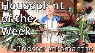 Triostar Stromanthe  Houseplant of the Week [upl. by Naylor]