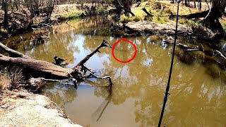 MASSIVE Murray Cod sighting in the Campaspe River [upl. by Mattland]