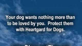 Heartgard for Dogs [upl. by Chrisman]