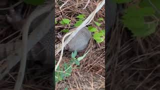 Armadillo making cool sounds shorts armadillo [upl. by Euqitsym]