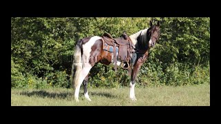 Bay and White Tennessee Walking Horse Trail and Gaited Horse For Sale [upl. by Iasi242]