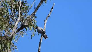 Blackfaced Cuckooshrike Mundoolun Qld [upl. by Whorton436]