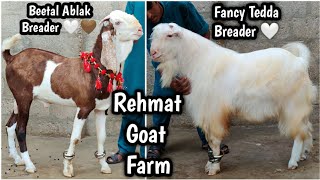 Beetal Ablak Breader 🔥🔥 Top Quality Gulabi Females  Fancy Collection 🔥 Rehmat Goat Farm Karachi [upl. by Barn258]