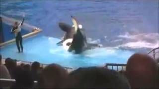 En pleno espectáculo una Orca tira a su entrenadora del escenario [upl. by Caresa823]