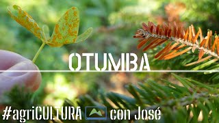 💚 Fungicida ECO de Acción DOBLE contra HONGOS 🍂 oído mildiu phythophtora ❄ agriCULTURA LdN [upl. by Darej]