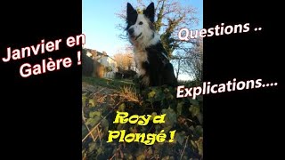 Janvier en Galère  Roy a Plongé  Questions explications [upl. by Yblek]