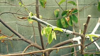 How To Graft Annonas Cherimoya Grafting [upl. by Julina]