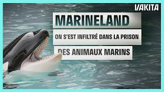 MARINELAND  On sest infiltrés dans la prison des animaux  VAKITA [upl. by Leicam955]