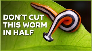 Dont Cut ✂️ This Worm in Half  Nature Nuggets [upl. by Annayak]