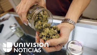 Así funcionan los autoservicios para comprar marihuana medicinal en Florida [upl. by Berrie]