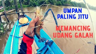 UMPAN PALING JITU MEMANCING UDANG GALAH DI SUNGAI AIR DERAS [upl. by Robma]