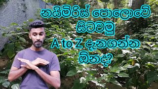 නයිමිරිස් බිම සිටුවීම  naimiris planting in the ground [upl. by Assena]