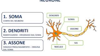 2 Il neurone  morfologia [upl. by Hisbe837]