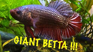 BIGGEST BETTA YOUVE EVER SEEN [upl. by Lierbag]