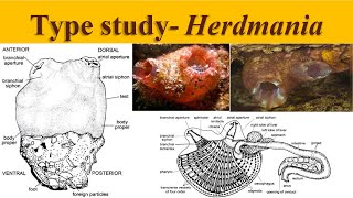 Herdmania  Type Study of Herdmania  Urochordata  Herdmania [upl. by Ada101]