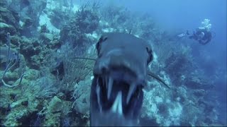 Curious barracuda bumping into camera  Belize [upl. by Nhaj506]