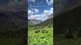 Hikers frightening encounter with bear at Glacier National Park [upl. by Toy]