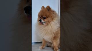 Naja 2 Minuten hat er es ausgehalten 😂😂 Geduld bei Käse gleich 0 🧀 hund dog pom pomeranian [upl. by Lucy]