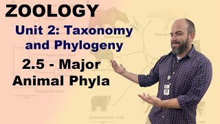 Zoology Unit 2  25  Major Animal Phyla [upl. by Carmon]