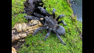 Chilobrachys sp Kaeng krachan pairing The Dark Earth Tiger [upl. by Rebliw485]