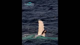 Dont miss the whale watching action in Augusta WA this season [upl. by Annaert]