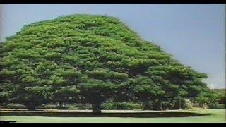 1995年CM 日立 この木なんの木 気になる木 伊藤アキラ 小林亜星 [upl. by Yahc832]