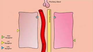 Estrogen amp Progesterone Production by Thecal amp Granulosa Cells [upl. by Whiffen]