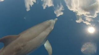 Distraction Dolphins swimming in the sky [upl. by Entirb282]