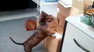 Dachshund super smart dog amazes your mind [upl. by Schweitzer]