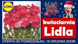 LIDL  Nowa Oferta od Poniedziałku 18122023  Kwiaciarnia Lidla [upl. by Anahsed]