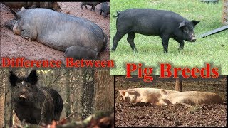 What Is The Different Types Of Pigs [upl. by Hatfield]