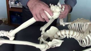 Piriformis Stretches Based on Research [upl. by Bury905]