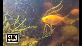 4K Goldfish Swimming In Natural Habitat  1 Hour [upl. by Einuj]