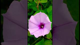 Beautiful ipomoea flowers 🌺🩷 ipomoea shorts satisfying [upl. by Nelyag]