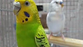 Periquito cantandoPara animar Budgie sounds parakeet Wellensittich singen Muhabbet sesi bebek [upl. by Aloel]