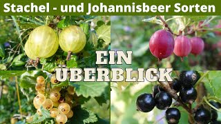 Stachel  und Johannisbeersorten im Überblick  Jostabeere  Sortenunterschiede  Sortenvergleich [upl. by Hurlee301]