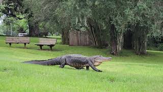 Alligator Walking on Nature Center Lawn [upl. by Veriee]