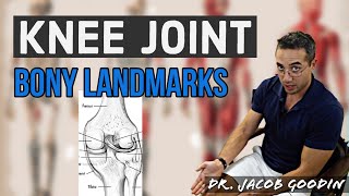 Knee Joint Anatomy Bony Landmarks [upl. by Notyalk]