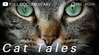 Cat Tales  Full Documentary  NOVA  PBS [upl. by Sirrep]