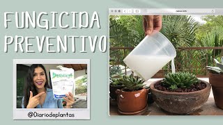 Fungicida para prevenir hongos en suculentas [upl. by Eeryt89]