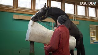 Les fabuleux étalons de dressage du Haras de Malleret [upl. by Annatnom811]