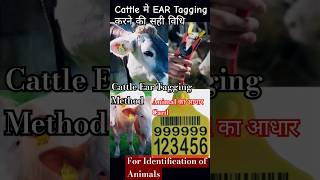 cattle Ear Tagging Methodanimalidentificationanimalhealth vetbollywoodyoutubeshortsviralvideo [upl. by Enaujed]