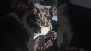 Shrimpy likes blue bunny soft vanilla ice cream chihuahua puppy chihuahuapuppy cute [upl. by Esiole]