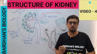 STRUCTURE OF KIDNEY  EXCRETORY PRODUCTS amp THEIR ELIMINATION CLASS 11 [upl. by Sulohcin903]