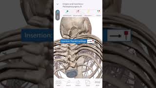 「解剖学」口蓋咽頭筋の起始と停止 Start and stop of the palatopharyngeal muscles Short [upl. by Knowling]