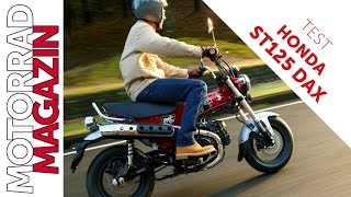 Honda ST125 Dax Test – Peters neuer LieblingsDackel Die Monkey als Zweisitzer [upl. by Boles]