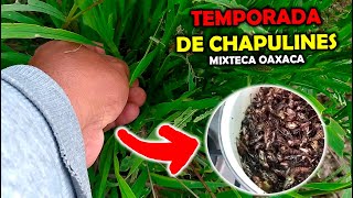 🌍 LOS VERDADEROS CHAPULINES DE OAXACA en la MIXTECA OAXACA con el PROFE MARTIN VLOGS [upl. by Ised]