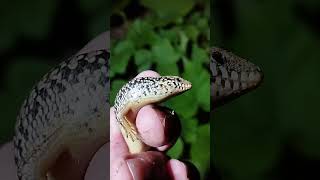 Ocellated Skink im Southern California werftv herping lizard [upl. by Arand993]