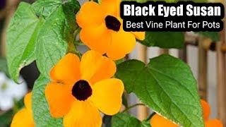 How to grow Thunbergia alata  Black eyed susan vine  Best Vine plant in pots [upl. by Peirce214]